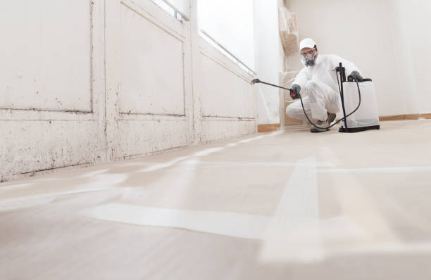 Black mold remediation team in Wenham